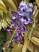 WISTERIA SINENSIS,  AUTUMN FLOWERS WITH NEW AUTUMN LEAVES