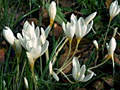 CROCUS SPECIOSUS ALBA