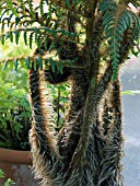 CYATHEA TOMENTOSISSIMA