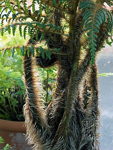 CYATHEA_TOMENTOSISSIMA