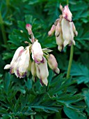 DICENTRA FORMOSA LANGTREES