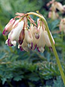 DICENTRA FORMOSA LANGTREES