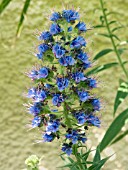 ECHIUM CALLITHYRSUM