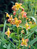 EPIMEDIUM X WARLEYENSIS