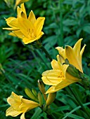 HEMEROCALLIS LILIOASPHODELUS,  DAY LILY