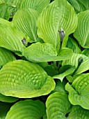 HOSTA SUM & SUBSTANCE