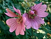 LAVATERA KEW ROSE