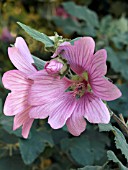 LAVATERA KEW ROSE