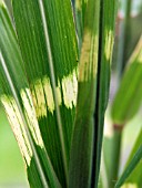 MISCANTHUS SINENSIS ZEBRINUS