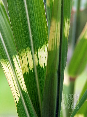 MISCANTHUS_SINENSIS_ZEBRINUS