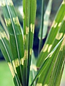 MISCANTHUS SINENSIS ZEBRINUS