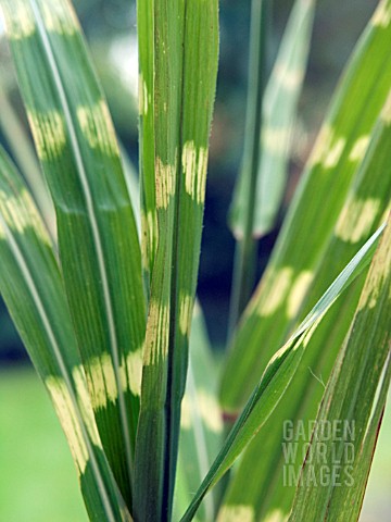 MISCANTHUS_SINENSIS_ZEBRINUS