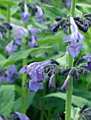 NEPETA SIBIRICA