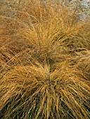 SPOROBOLUS HETEROLEPIS,  PRARIE DROPSEED