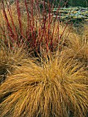 SPOROBOLUS HETEROLEPIS,  PRARIE DROPSEED,  WITH CORNUS ALBA SIBERICA