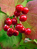 VIBURNUM OPULUS (GUELDER ROSE)