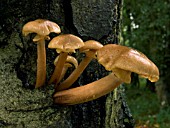 ARMILLARIA MELLEA,  HONEY FUNGUS,  ATTACKING LIVE HORSE CHESTNUT