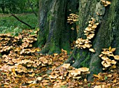 ARMILLARIA MELLEA,  HONEY FUNGUS,  ATTACKING LIVE HORSE CHESTNUT