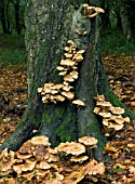 ARMILLARIA MELLEA,  HONEY FUNGUS,  ATTACKING LIVE HORSE CHESTNUT