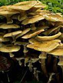 ARMILLARIA MELLEA,  HONEY FUNGUS,  ATTACKING LIVE HORSE CHESTNUT