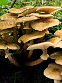 ARMILLARIA MELLEA, (HONEY FUNGUS)