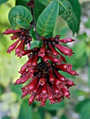 CESTRUM NEWELLII