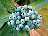 CORNUS ALBA SIBIRICA,  AUTUMN FRUITS