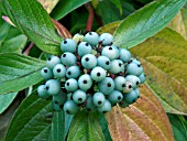 CORNUS ALBA SIBIRICA,  AUTUMN FRUITS