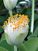 HAEMANTHUS ALBIFLOS,  BRUSH PLANT