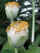 HAEMANTHUS ALBIFLOS,  BRUSH PLANT