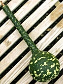 LAGENARIA SICERARIA,  BOTTLE GOURD AMPHORE