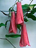 LAPAGERIA ROSEA