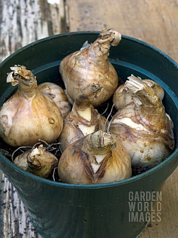 NARCISSUS_SUN_DISC__MOTHER__DAUGHTER_BULBS___POTTED_READY_FOR_FINAL_COVERING
