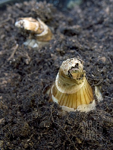 NARCISSUS_TOPOLINO__SHOWING_FINAL_BULB_HEIGHT_ABOVE_THE_SOIL