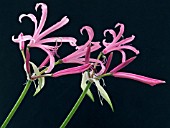 NERINE BOWDENII