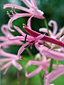 NERINE BOWDENII