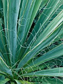 YUCCA GLAUCA