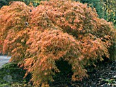 ACER DISSECTUM VIRIDE,  CUT LEAF MAPLE