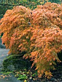 ACER DISSECTUM VIRIDE,  CUT LEAF MAPLE