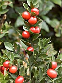 RUSCUS ACULEATUS (BUTCHERS BROOM)