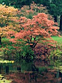 ACER PALMATUM WITH REFLECTION
