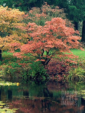 ACER_PALMATUM_WITH_REFLECTION