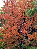 ACER RUBRUM