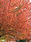 ACER RUBRUM