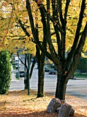 ACER RUBRUM,  RED MAPLE