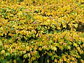 AESCULUS PARVIFLORA,  BOTTLEBRUSH BUCKEYE