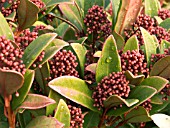 SKIMMIA JAPONICA