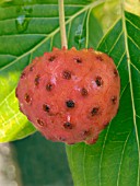 CORNUS KOUSA,  FRUIT