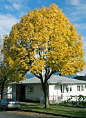 FRAXINUS ORNUS,  MANNA ASH