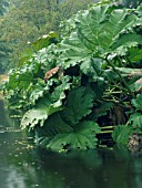 GUNNERA MANICATA